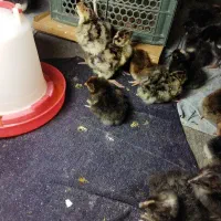 جوجه تازه باز شده