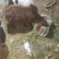 بزغاله نر بی شاخ بره جمع کردن