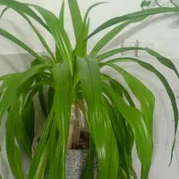 سه عدد گل برگ موزی به دلیل زیادشدن گلام میفروشم