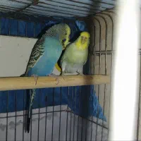 یک جفت مرغ عشق فوق مولد