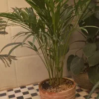 گل و گیاه|گل و گیاه طبیعی|پیشوا, |دیوار