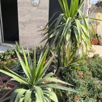 تعدادی گلدان مناسب حیاط یا روف گاردن|گل و گیاه طبیعی|ری, سرتخت|دیوار