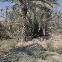 باغ نخل روستای سربست دشتشتان