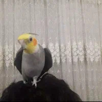 عروس هلندی گمشده