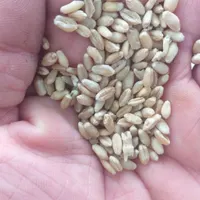 گندم بومی آبخورده