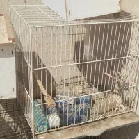 قفس پرنده