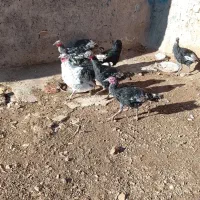 فروش 6عدد بوقلمون