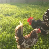 مرغ و خروس جاپنیز|حیوانات مزرعه|رشت, گلسار|دیوار