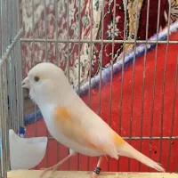 قناری جفت سهره نقش اماده