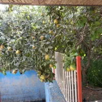 باغ با چاه آب و برق از خودش|فروش زمین و ملک کلنگی|پیر بکران, |دیوار