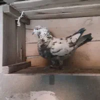 کبوتر ماده غریب کیری