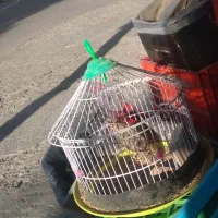 سهره خاکی|پرنده|بجنورد, |دیوار