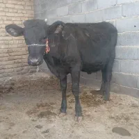 گوساله ماده سیمینتال|حیوانات مزرعه|گلپایگان, |دیوار