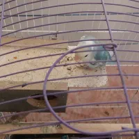 طوطی برزیلی|پرنده|مرودشت, ژیان|دیوار