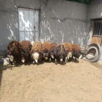 بره قوچی افشاری