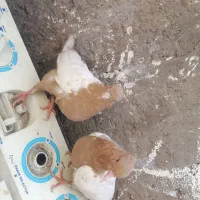 کفتر سینه ای|پرنده|بم, |دیوار