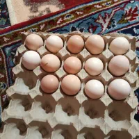 تخم مرغ برهما