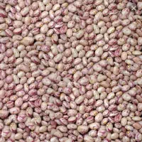فروش ۴۵ کیلو لوبیا چیتی درجه یک برای کشت و خوردن
