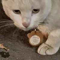 گربه پیدا شده