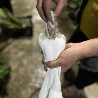 فروش طوقی اجری|پرنده|قائم‌شهر, |دیوار