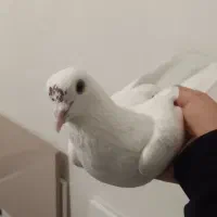 کفتر گم شده|حیوانات|تبریز, |دیوار