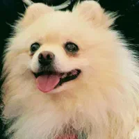 پامرانین اصیل