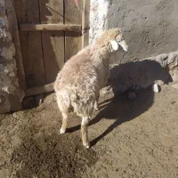 توغلی نر دامازیق|حیوانات مزرعه|سرعین, |دیوار