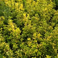 فروش شمشاد طلایی ونعنایی تعداد 1500عددموجوده|حراج|عباسآباد, |دیوار