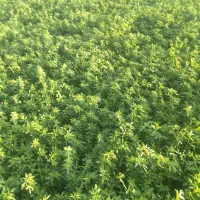 یونجه پرس