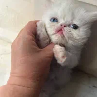 گربه|گربه|گرگان, |دیوار