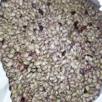 لوبیا چیتی دستچین