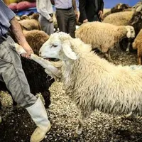 **گوسفند زنده بره نرینه قلم آبی**|حیوانات مزرعه|مشهد, نوید (بلوار کشاورز)|دیوار