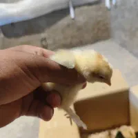 جوجه برهما