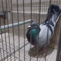 کبوتر۰۰۰ پرشی