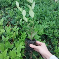 یاس نایلکسی|خدمات باغبانی و درختکاری|کلاچای, |دیوار