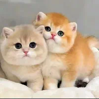 حر آ ج امپراطوری گربه های دست آموز تهران(کیوت کت)