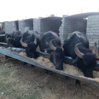 تلیسه گاومیش آبستن