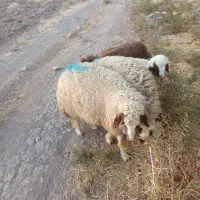 35راس بره پرواری جفتی 90تا100کیلوبتونی