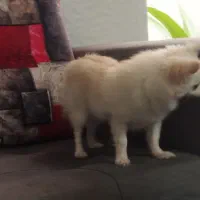 سگ پامرین|سگ|یزد, |دیوار