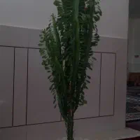 گل کاکتوس وگل دیفنباخیاهرعدد۷۵۰هزارتومان|گل و گیاه طبیعی|لردگان, |دیوار