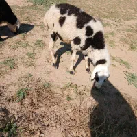 میش ماده مناسب داشت وقصابی (امیدیه)