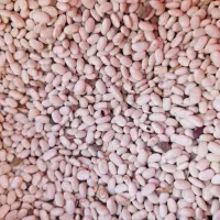 لوبیا سفید|خوردنی و آشامیدنی|فیروزآباد (لرستان), |دیوار