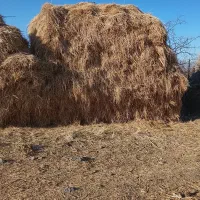 علف و یونجه باغ