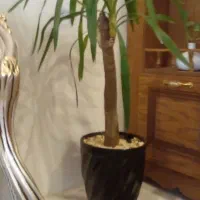 گل یوکا باگلدان