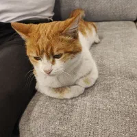 گربه|گربه|یزد, |دیوار