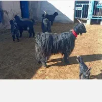 سه راس بز جوان شیرازی