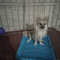 سگ پامر اشپیتز