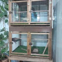 فقس پرنده|لوازم جانبی حیوانات|شیراز, حجت آباد|دیوار