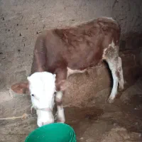 فروش گوساله سمیتال