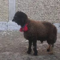 میش بره قوچ